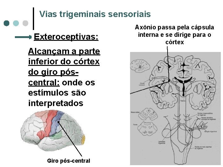 Vias trigeminais sensoriais Exteroceptivas: Alcançam a parte inferior do córtex do giro póscentral: onde