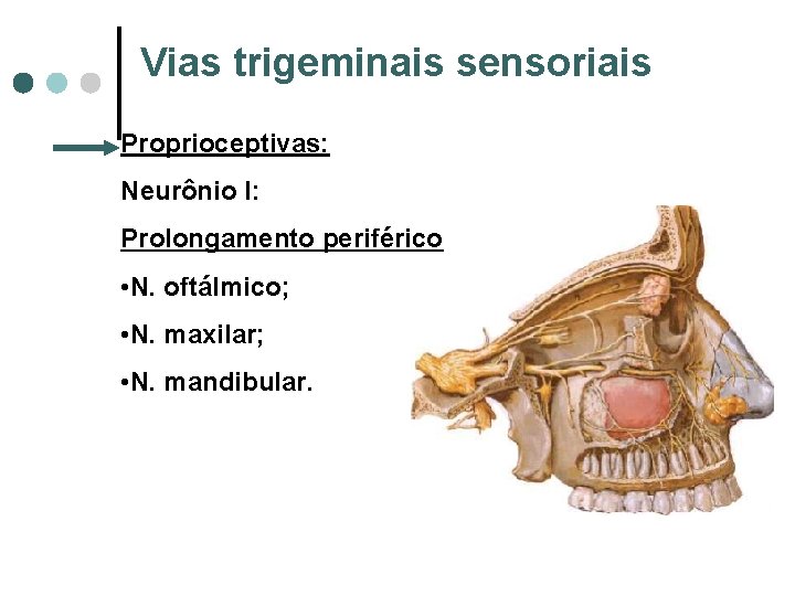 Vias trigeminais sensoriais Proprioceptivas: Neurônio I: Prolongamento periférico • N. oftálmico; • N. maxilar;