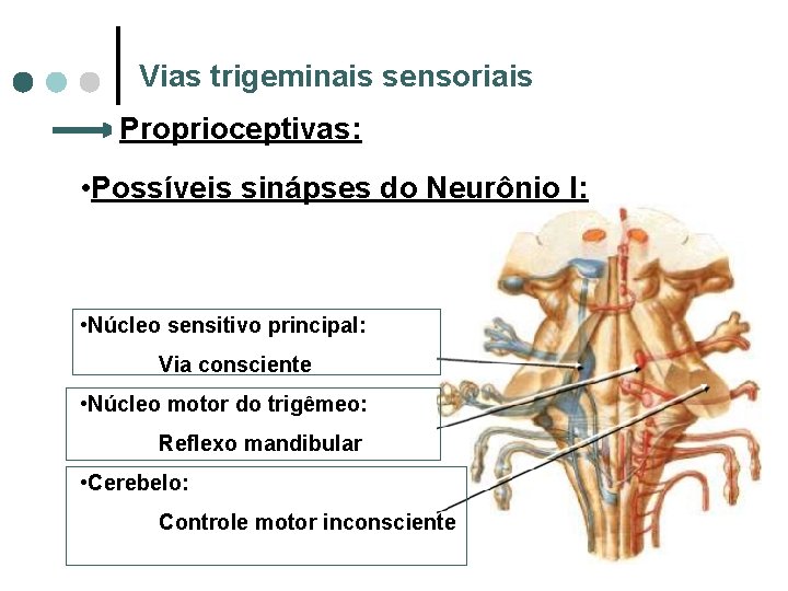 Vias trigeminais sensoriais Proprioceptivas: • Possíveis sinápses do Neurônio I: • Núcleo sensitivo principal: