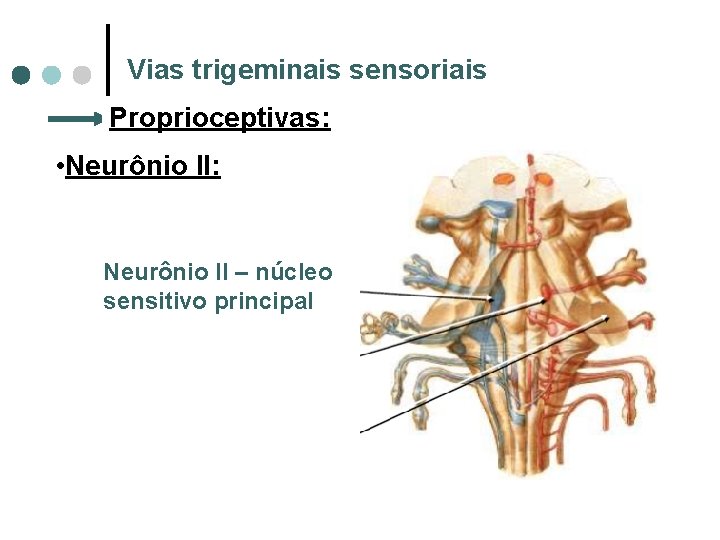 Vias trigeminais sensoriais Proprioceptivas: • Neurônio II: Neurônio II – núcleo sensitivo principal 