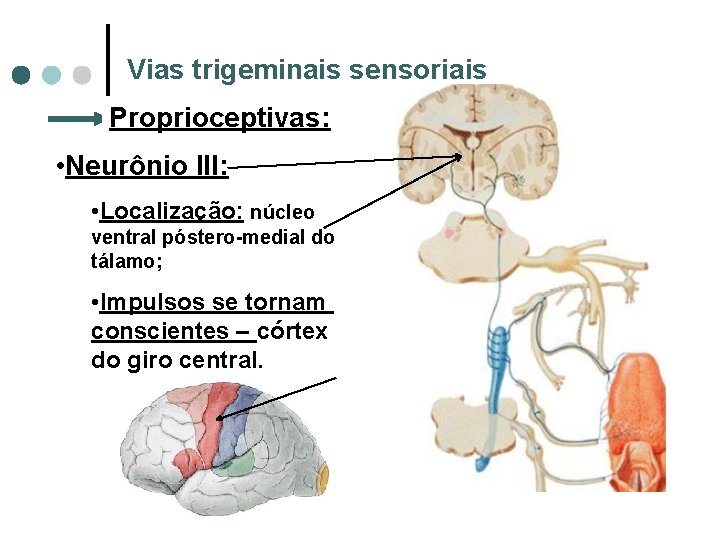 Vias trigeminais sensoriais Proprioceptivas: • Neurônio III: • Localização: núcleo ventral póstero-medial do tálamo;