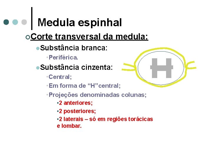 Medula espinhal ¢Corte transversal da medula: l. Substância branca: • Periférica. l. Substância cinzenta: