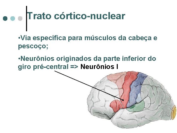 Trato córtico-nuclear • Via específica para músculos da cabeça e pescoço; • Neurônios originados