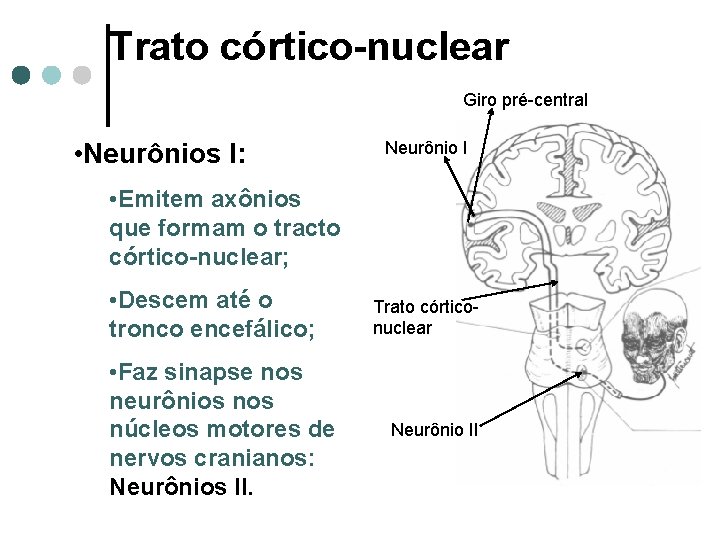Trato córtico-nuclear Giro pré-central • Neurônios I: Neurônio I • Emitem axônios que formam