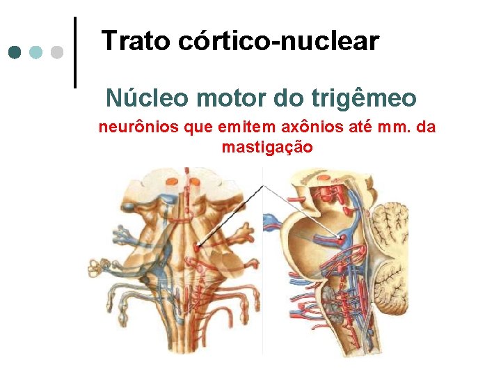 Trato córtico-nuclear Núcleo motor do trigêmeo neurônios que emitem axônios até mm. da mastigação