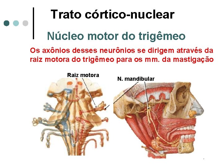 Trato córtico-nuclear Núcleo motor do trigêmeo Os axônios desses neurônios se dirigem através da