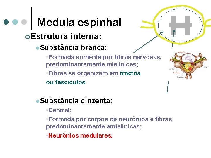 Medula espinhal ¢Estrutura interna: l. Substância branca: • Formada somente por fibras nervosas, predominantemente