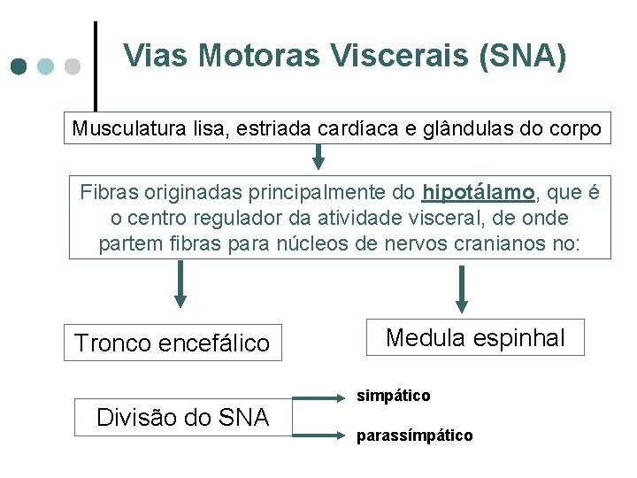 Vias Motoras Viscerais (SNA) Musculatura lisa, estriada cardíaca e glândulas do corpo Fibras originadas