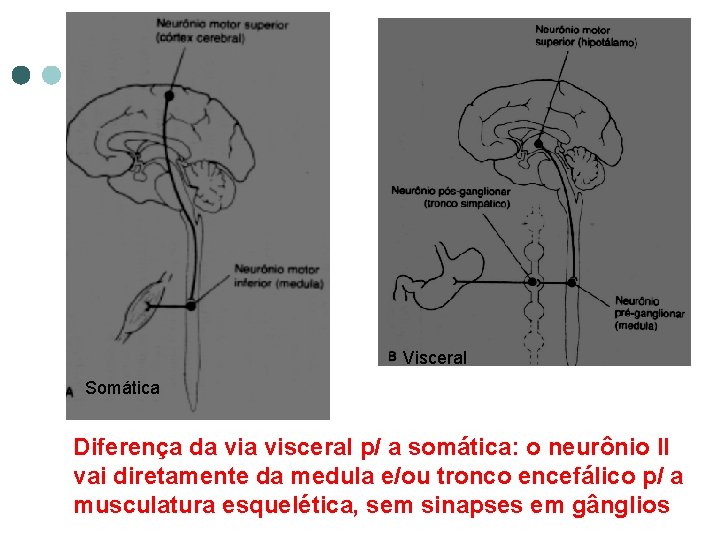 Visceral Somática Diferença da visceral p/ a somática: o neurônio II vai diretamente da