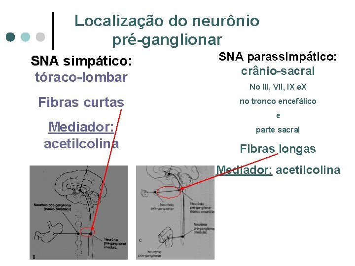 Localização do neurônio pré-ganglionar SNA simpático: tóraco-lombar SNA parassimpático: crânio-sacral Fibras curtas no tronco