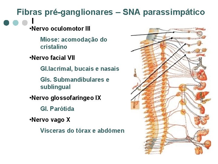 Fibras pré-ganglionares – SNA parassimpático • Nervo oculomotor III Miose: acomodação do cristalino •