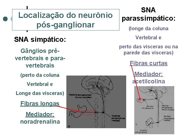 Localização do neurônio pós-ganglionar SNA simpático: Gânglios prévertebrais e paravertebrais (perto da coluna Vertebral