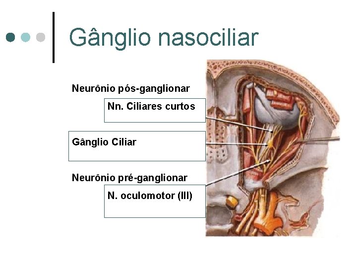 Gânglio nasociliar Neurônio pós-ganglionar Nn. Ciliares curtos Gânglio Ciliar Neurônio pré-ganglionar N. oculomotor (III)