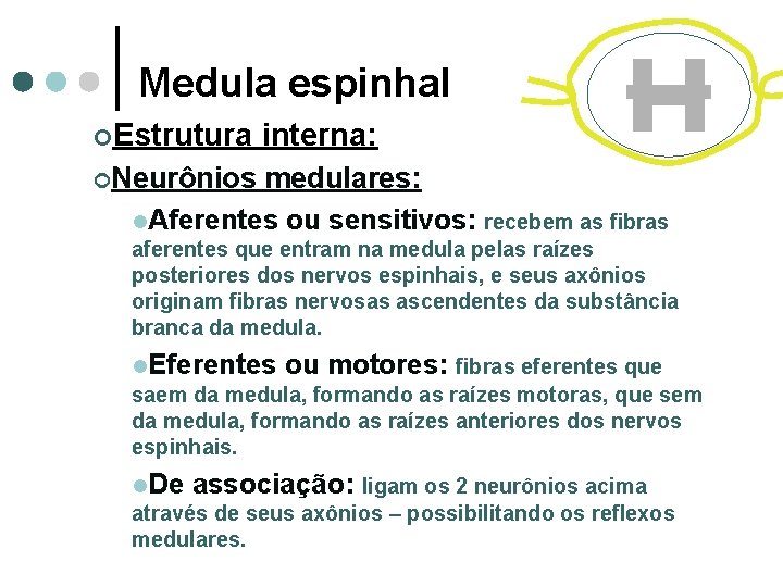 Medula espinhal ¢Estrutura interna: ¢Neurônios medulares: l. Aferentes ou sensitivos: recebem as fibras aferentes