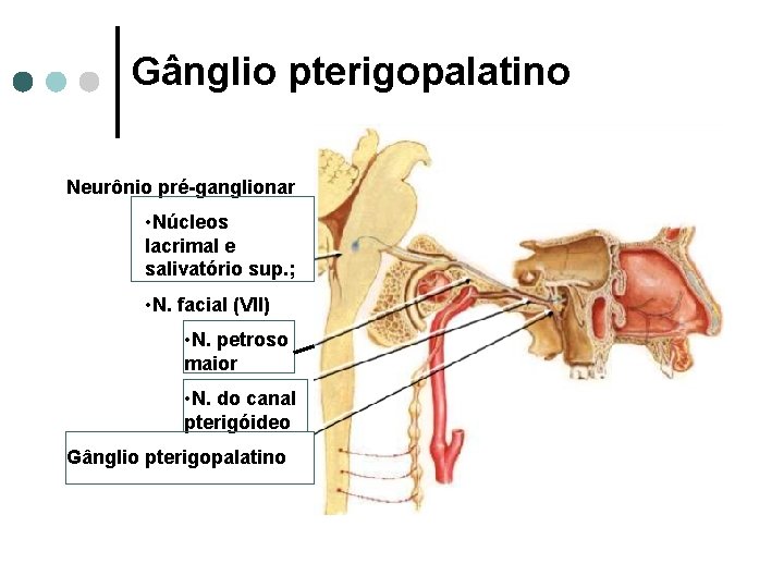 Gânglio pterigopalatino Neurônio pré-ganglionar • Núcleos lacrimal e salivatório sup. ; • N. facial