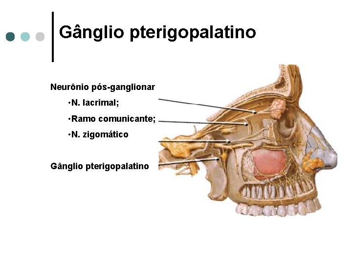 Gânglio pterigopalatino Neurônio pós-ganglionar • N. lacrimal; • Ramo comunicante; • N. zigomático Gânglio