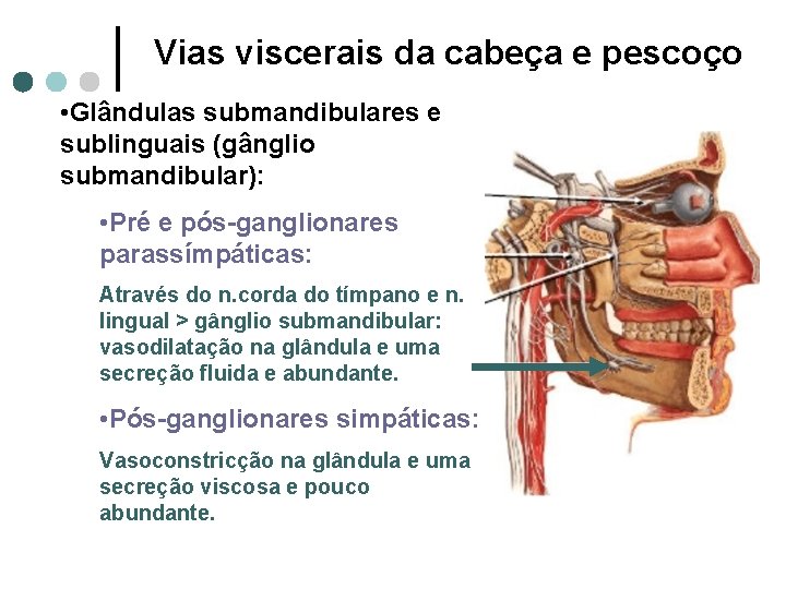 Vias viscerais da cabeça e pescoço • Glândulas submandibulares e sublinguais (gânglio submandibular): •