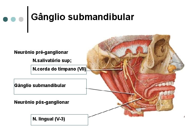 Gânglio submandibular Neurônio pré-ganglionar N. salivatório sup; N. corda do tímpano (VII) Gânglio submandibular