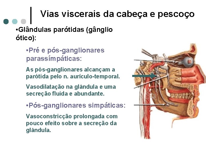 Vias viscerais da cabeça e pescoço • Glândulas parótidas (gânglio ótico): • Pré e