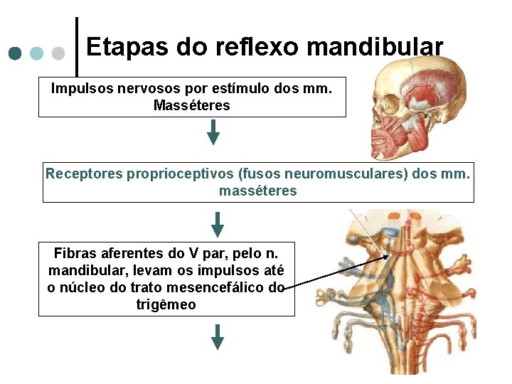 Etapas do reflexo mandibular Impulsos nervosos por estímulo dos mm. Masséteres Receptores proprioceptivos (fusos