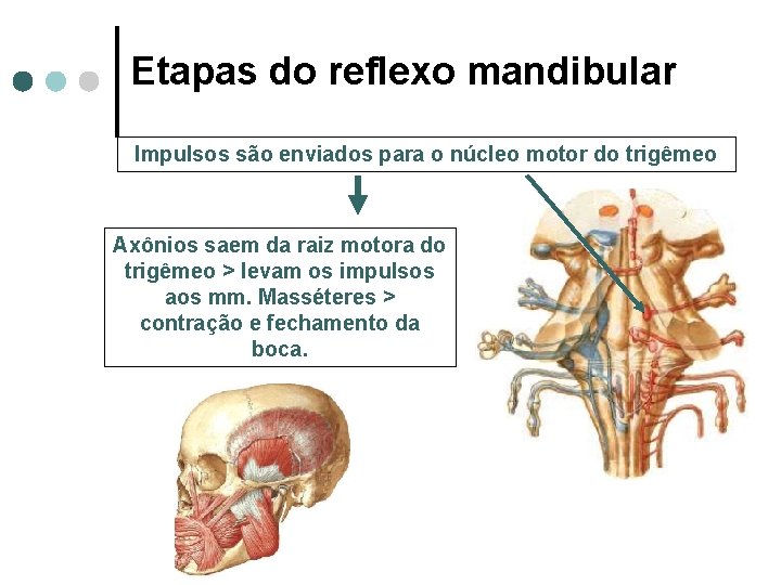 Etapas do reflexo mandibular Impulsos são enviados para o núcleo motor do trigêmeo Axônios