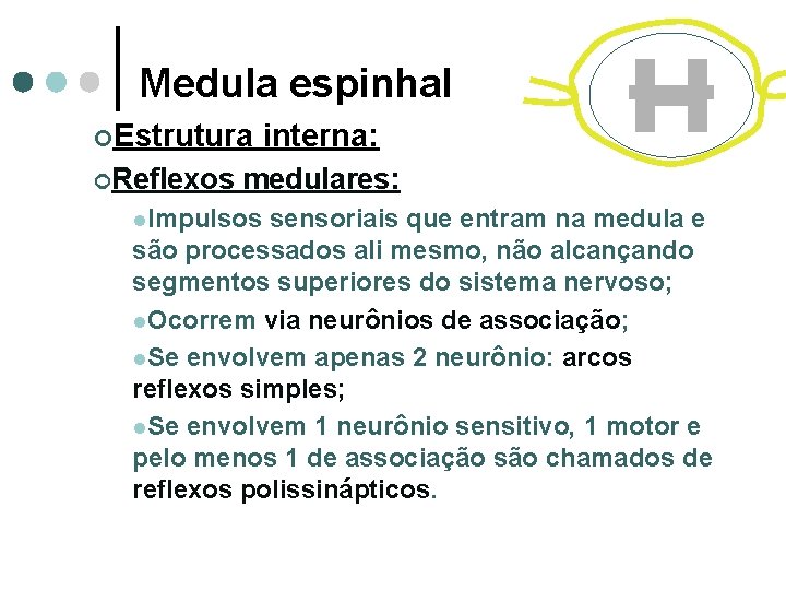 Medula espinhal ¢Estrutura ¢Reflexos interna: medulares: l. Impulsos sensoriais que entram na medula e