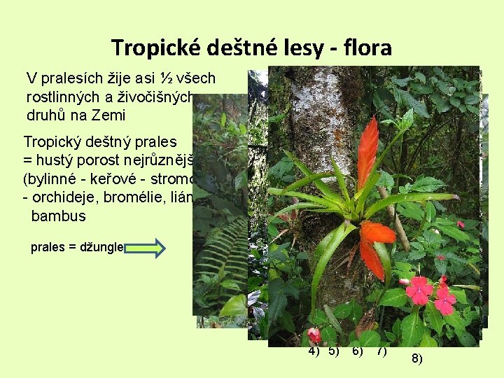 Tropické deštné lesy - flora V pralesích žije asi ½ všech rostlinných a živočišných