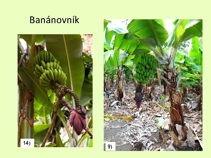 Banánovník 14) 9) 