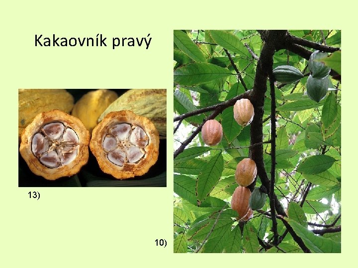 Kakaovník pravý 13) 10) 