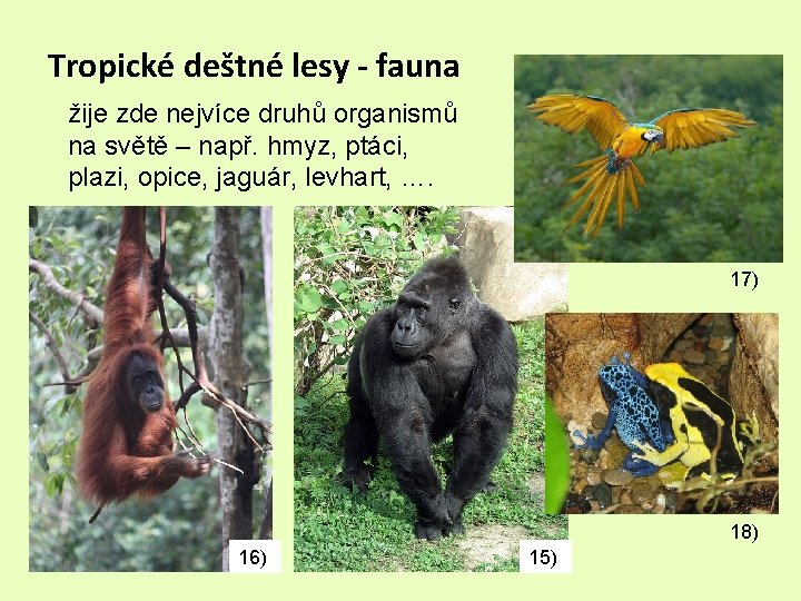 Tropické deštné lesy - fauna žije zde nejvíce druhů organismů na světě – např.