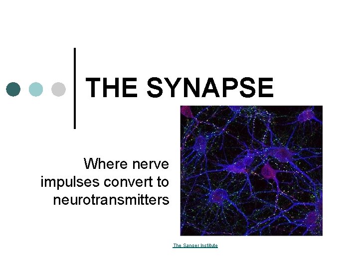 THE SYNAPSE Where nerve impulses convert to neurotransmitters The Sanger Institute 