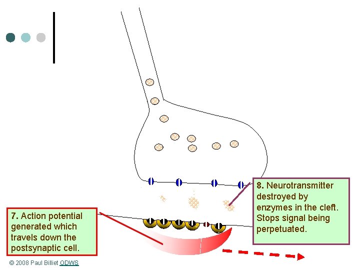 7. Action potential generated which travels down the postsynaptic cell. © 2008 Paul Billiet