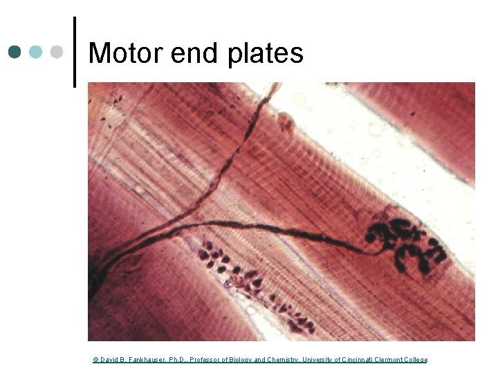 Motor end plates © David B. Fankhauser, Ph. D. , Professor of Biology and