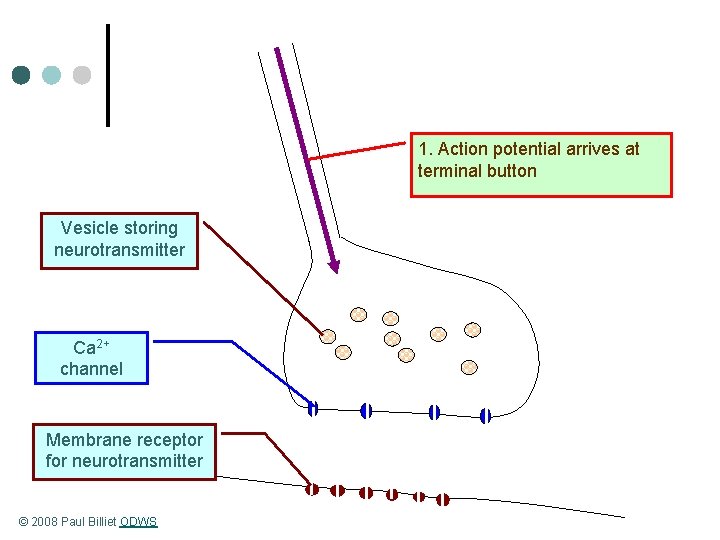 1. Action potential arrives at terminal button Vesicle storing neurotransmitter Ca 2+ channel Membrane