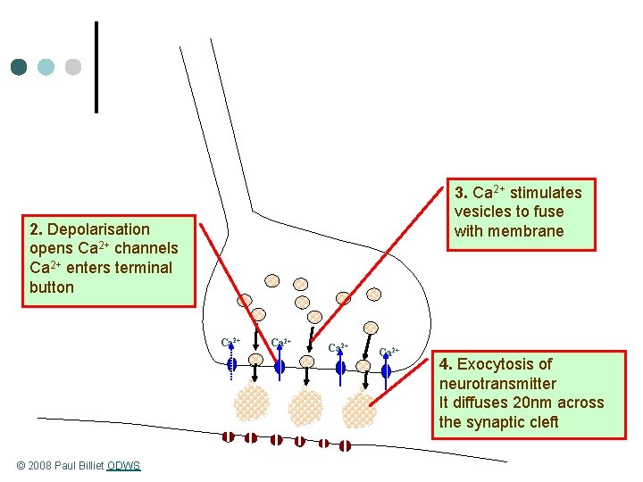 3. Ca 2+ stimulates vesicles to fuse with membrane 2. Depolarisation opens Ca 2+