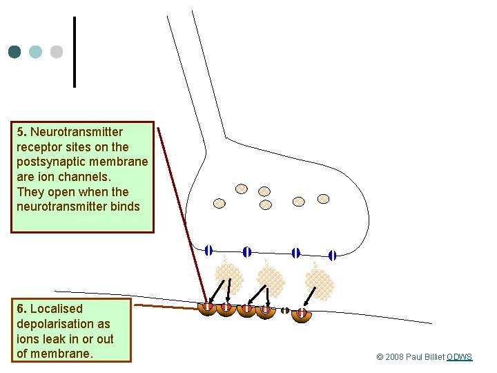 5. Neurotransmitter receptor sites on the postsynaptic membrane are ion channels. They open when