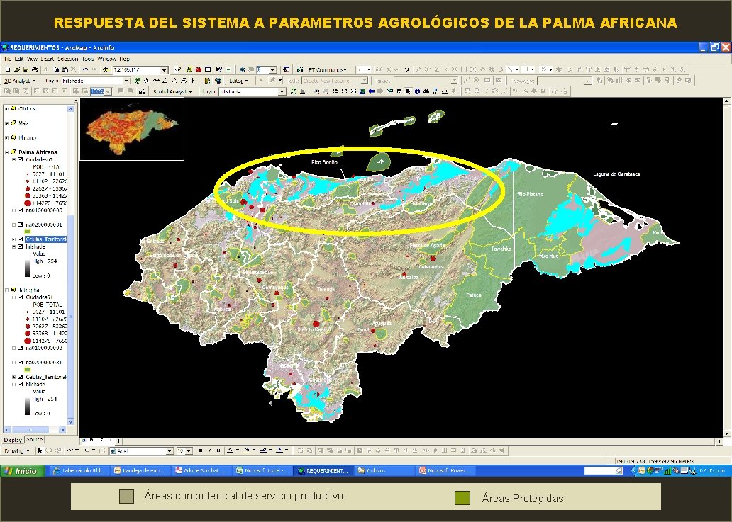 RESPUESTA DEL SISTEMA A PARAMETROS AGROLÓGICOS DE LA PALMA AFRICANA Áreas con potencial de