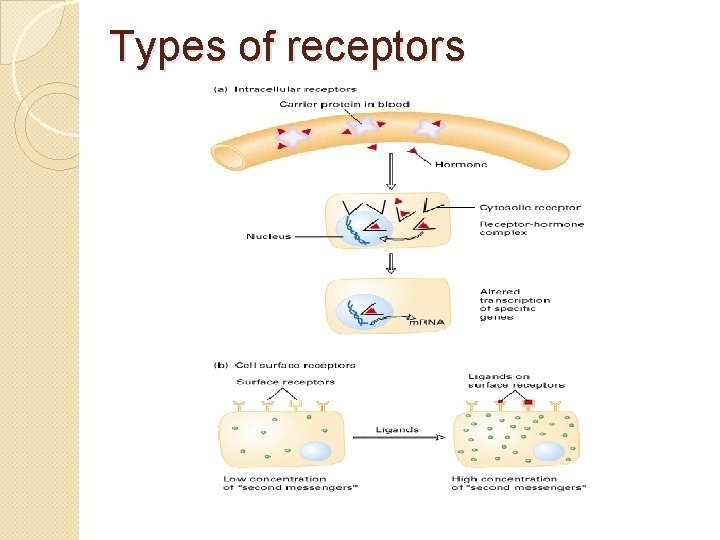 Types of receptors 