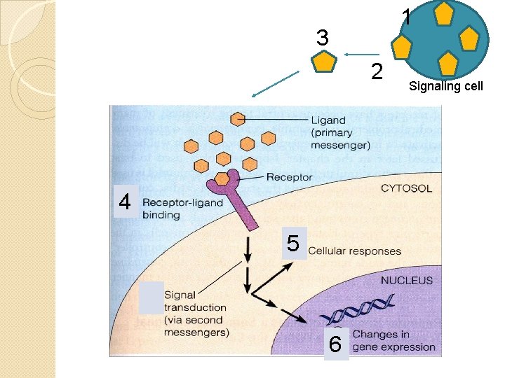 1 3 2 4 5 6 Signaling cell 