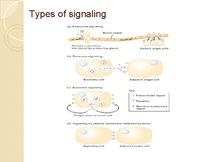 Types of signaling 