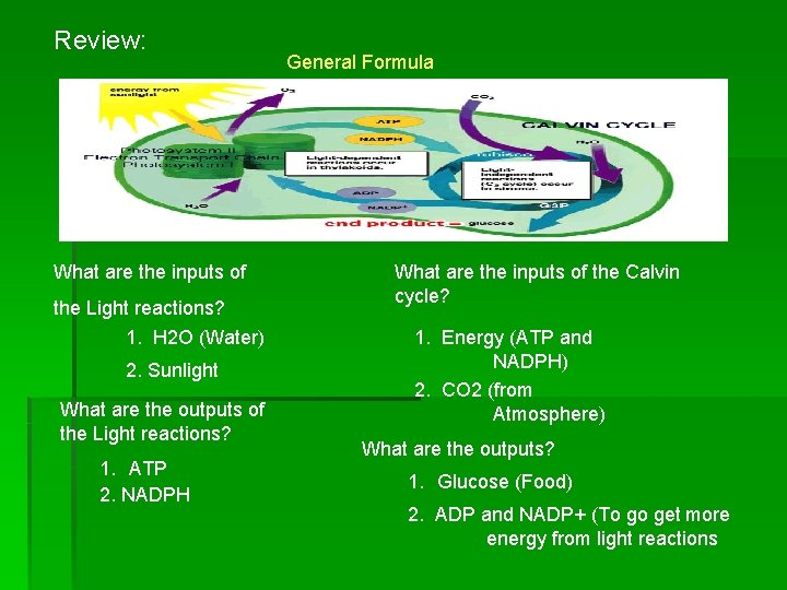 Review: What are the inputs of the Light reactions? 1. H 2 O (Water)