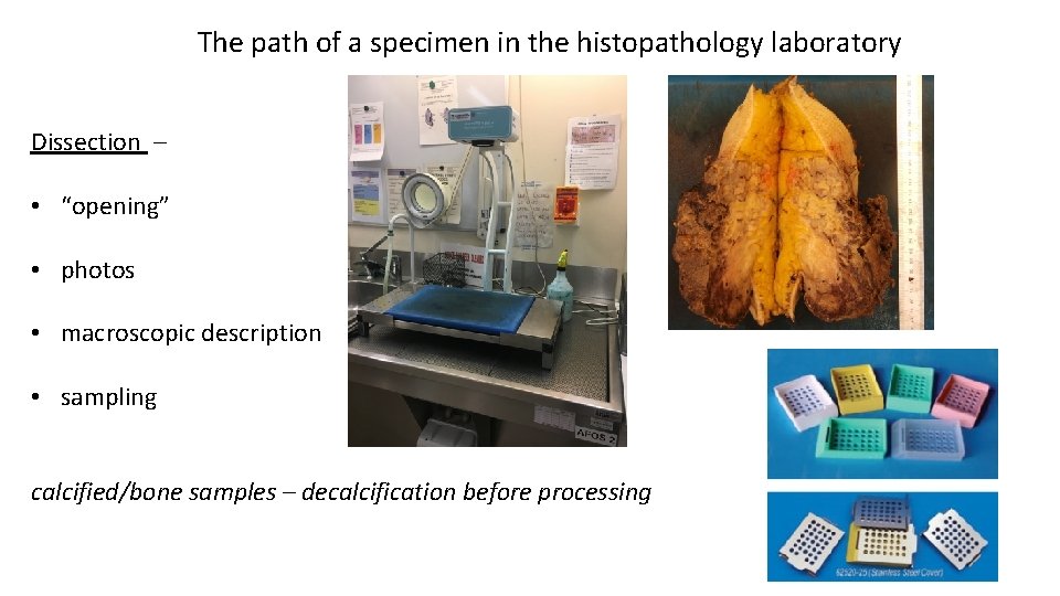 The path of a specimen in the histopathology laboratory Dissection – • “opening” •