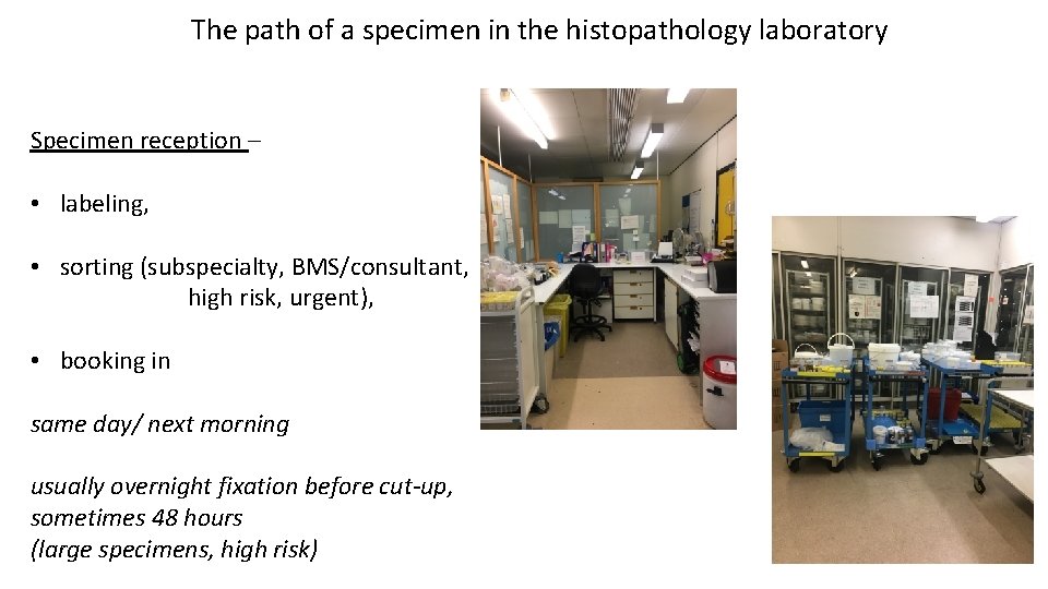 The path of a specimen in the histopathology laboratory Specimen reception – • labeling,