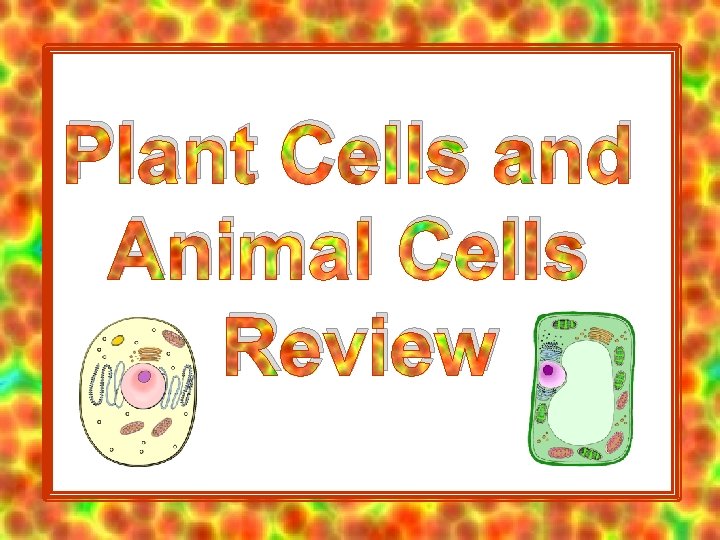 Plant Cells and Animal Cells Review 