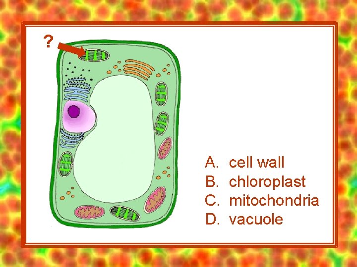 ? A. B. C. D. cell wall chloroplast mitochondria vacuole 