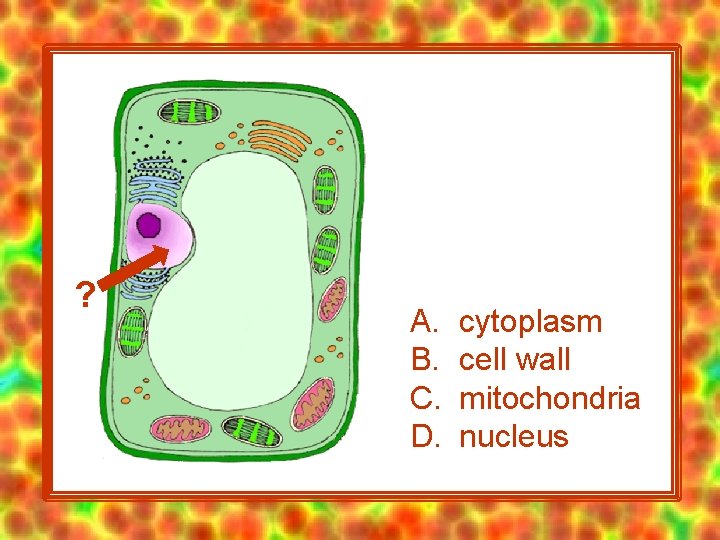 ? A. B. C. D. cytoplasm cell wall mitochondria nucleus 