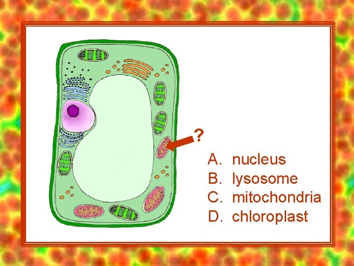 ? A. B. C. D. nucleus lysosome mitochondria chloroplast 