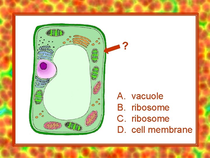 ? A. B. C. D. vacuole ribosome cell membrane 
