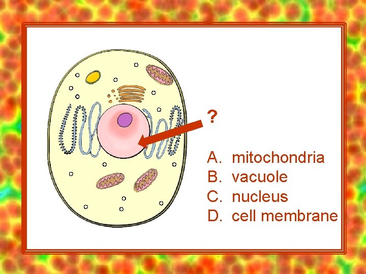 ? A. B. C. D. mitochondria vacuole nucleus cell membrane 