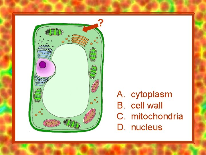 ? A. B. C. D. cytoplasm cell wall mitochondria nucleus 